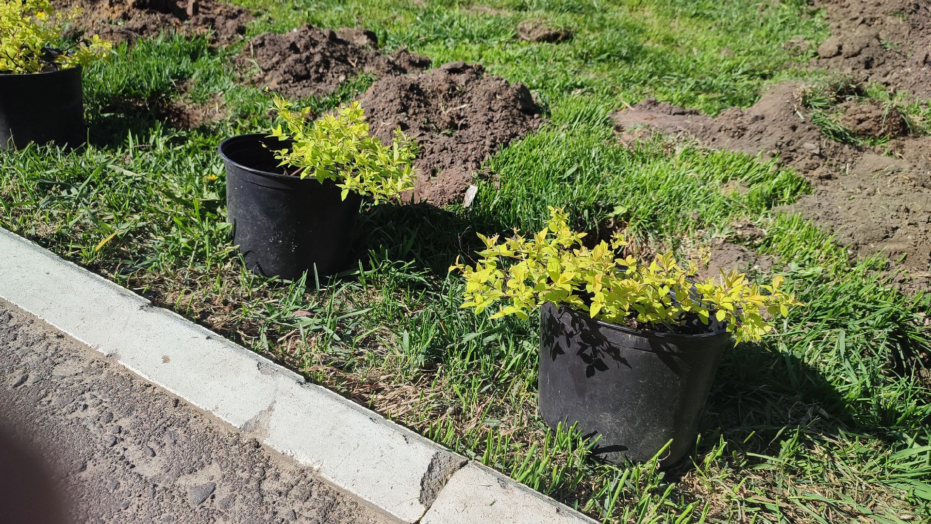 Кашира, лес победы, сад памяти, саженцы, каштан