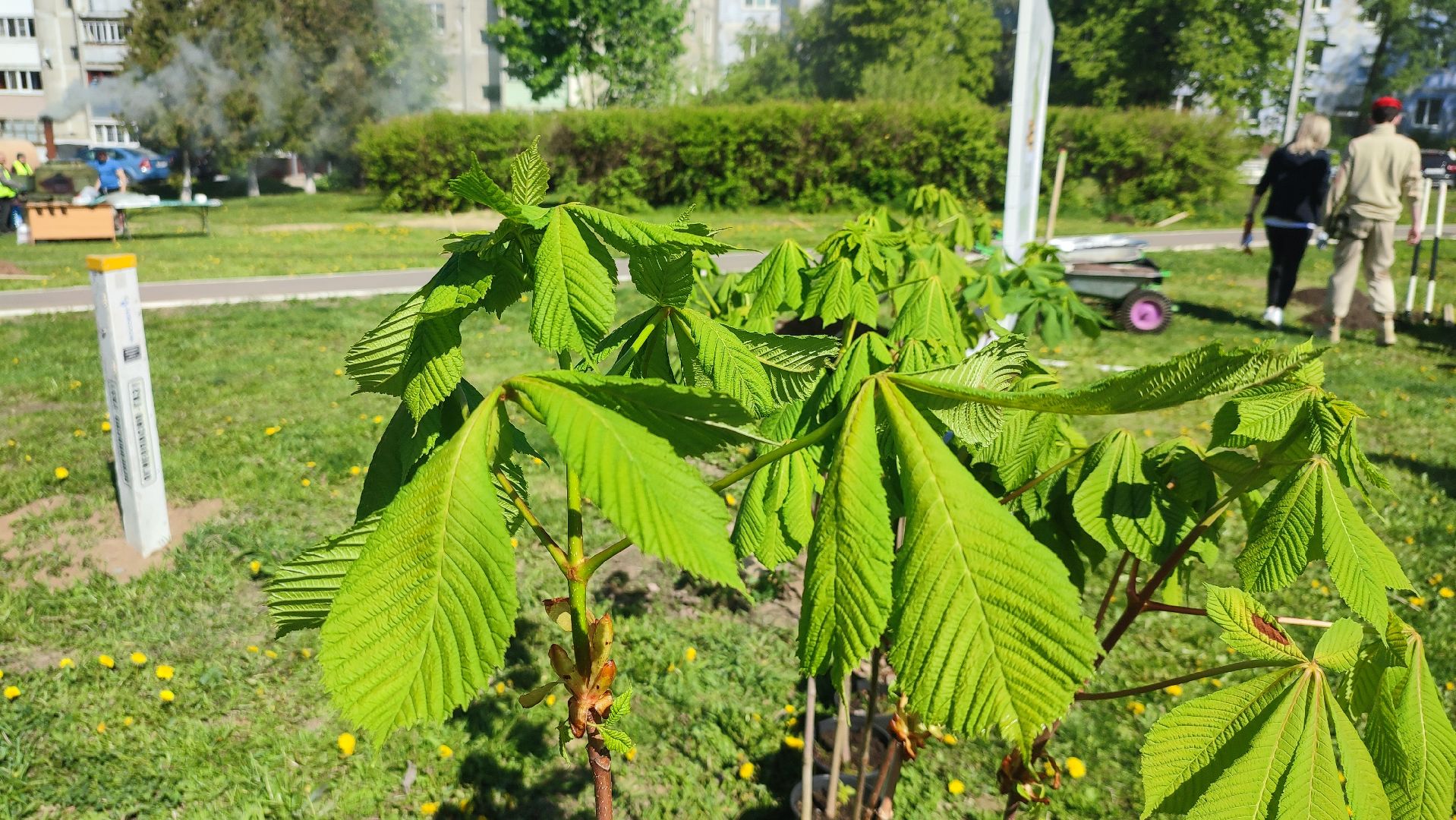 Кашира, лес победы, сад памяти, саженцы, каштан