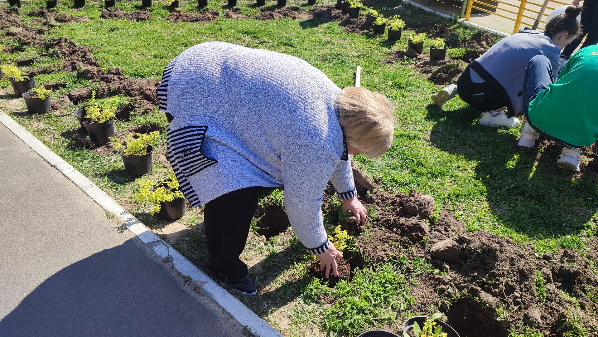 Кашира, лес победы, сад памяти, саженцы, каштан