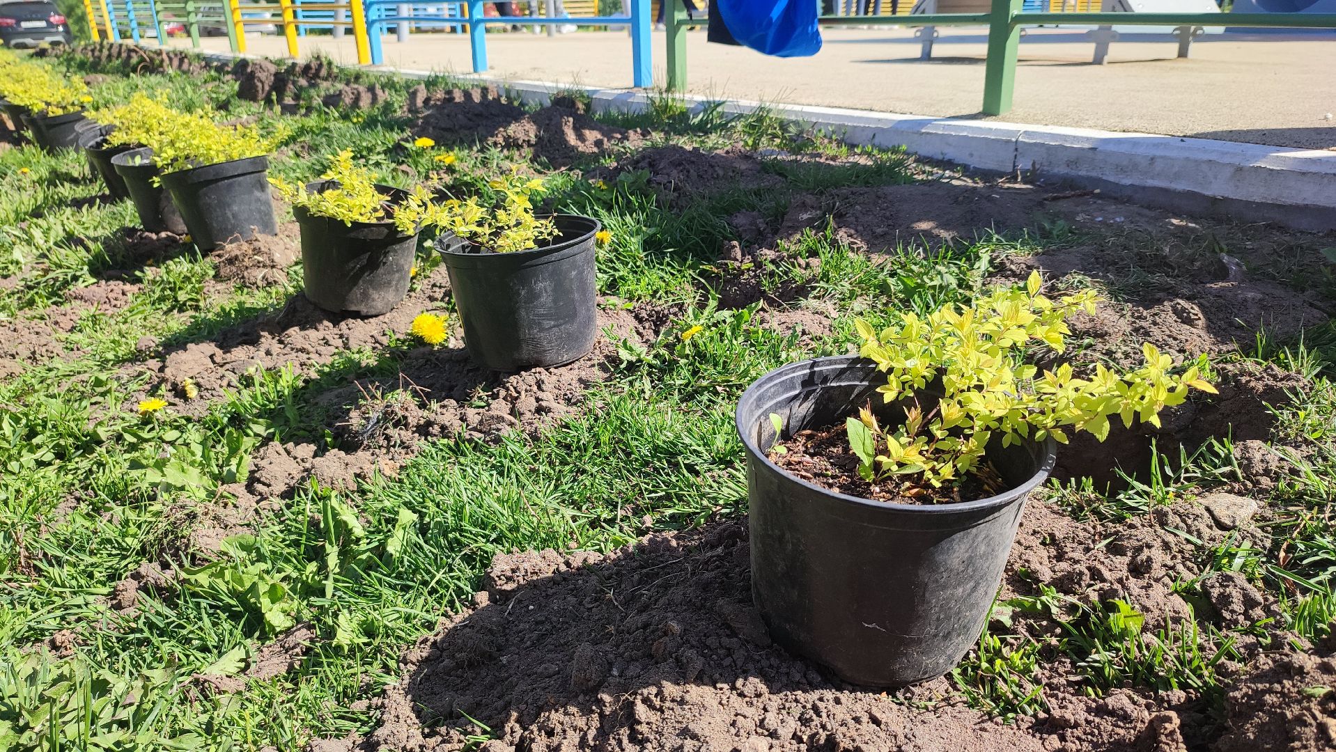 Кашира, лес победы, сад памяти, саженцы, каштан