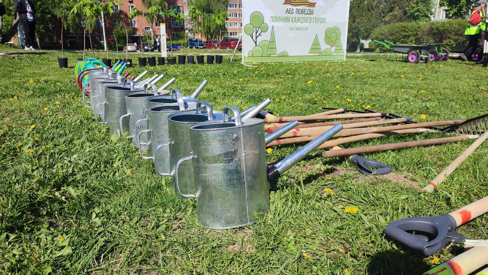 Кашира, лес победы, сад памяти, саженцы, каштан