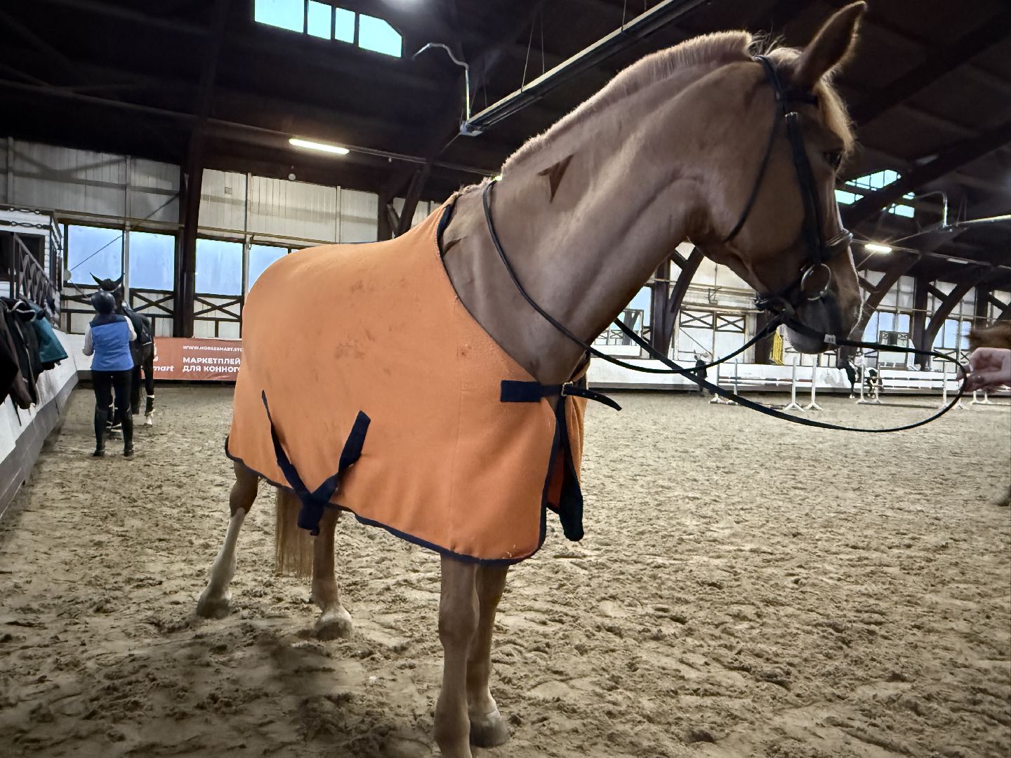 Котельники, Конный спорт, Лошади , Уход , Зима,