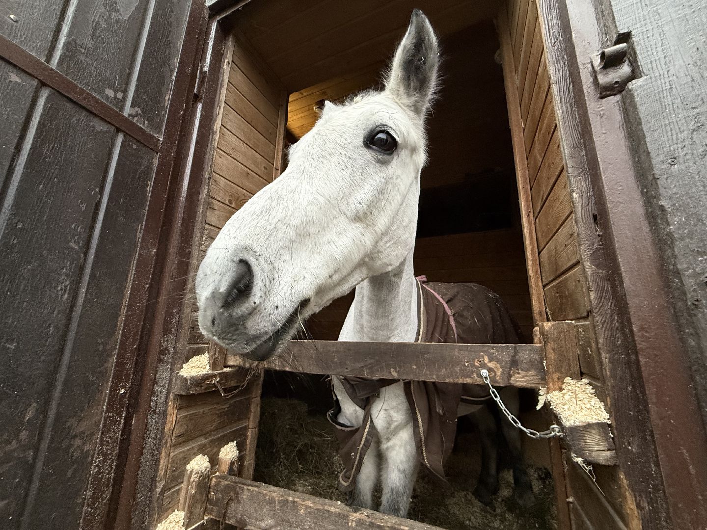 Котельники, Конный спорт, Лошади , Уход , Зима,