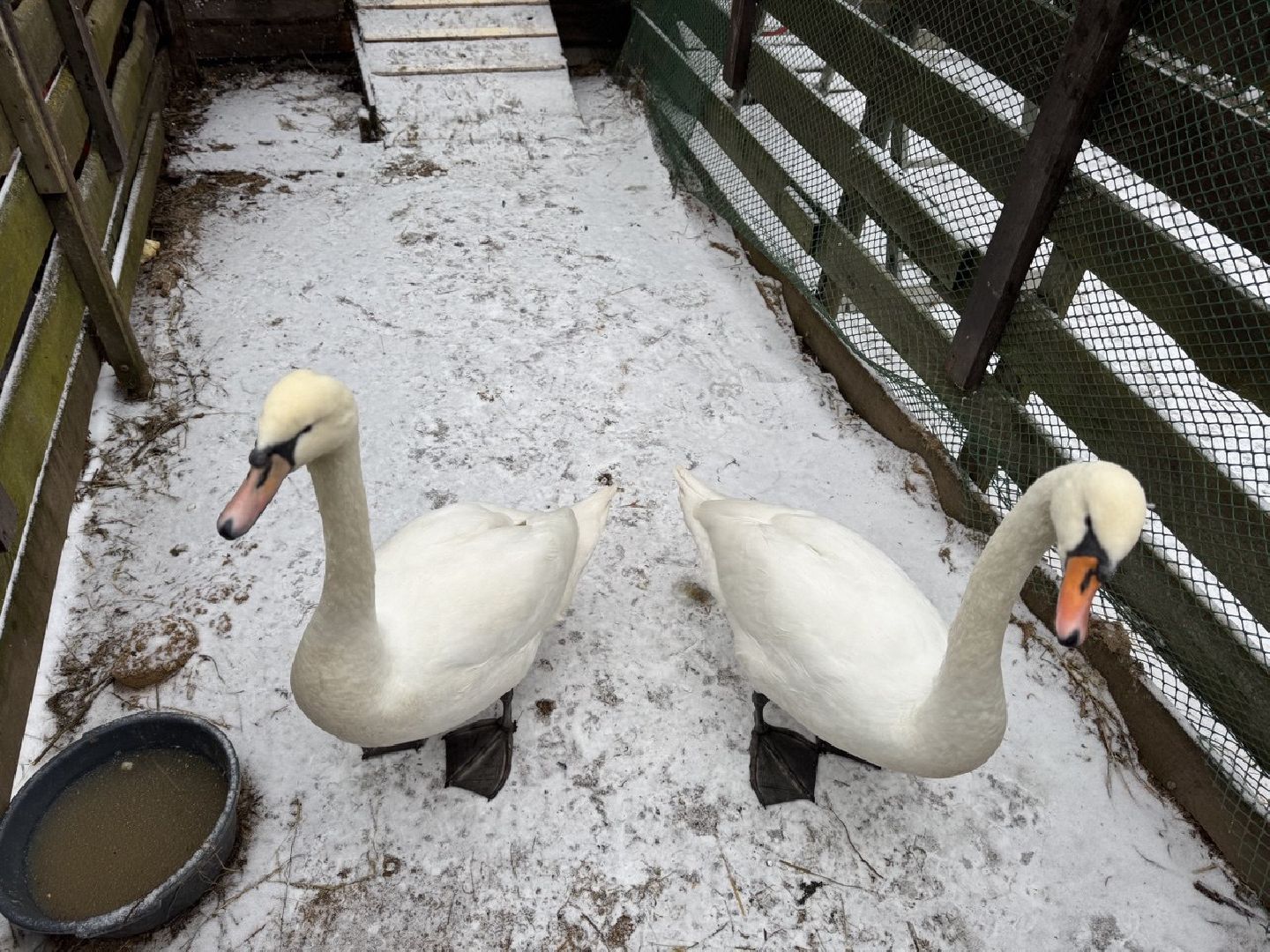 Сергиев Посад ,  Стеша и Микеша , лебеди ,