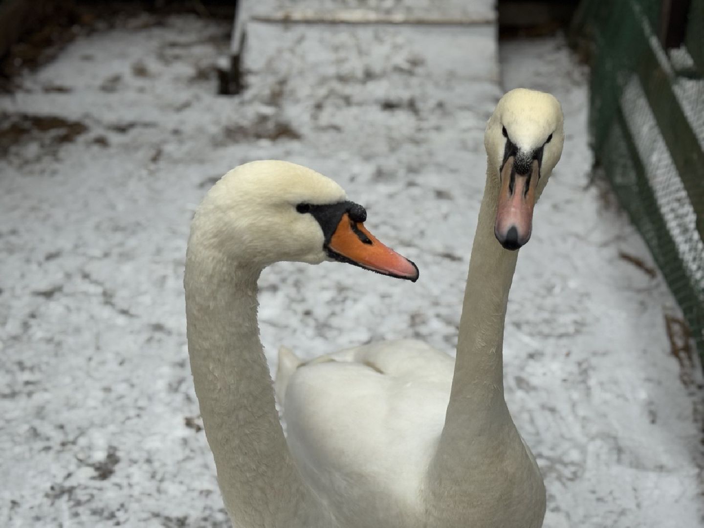 Сергиев Посад ,  Стеша и Микеша , лебеди ,