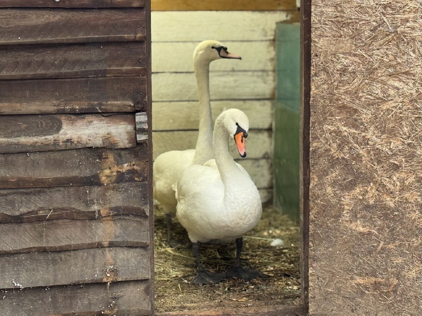 Сергиев Посад ,  Стеша и Микеша , лебеди ,