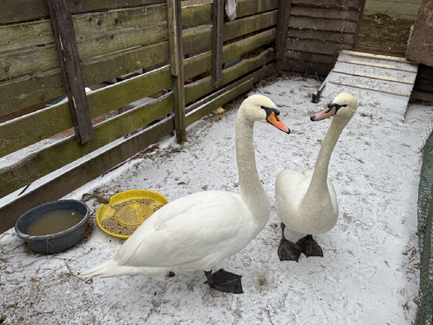 Сергиев Посад ,  Стеша и Микеша , лебеди ,