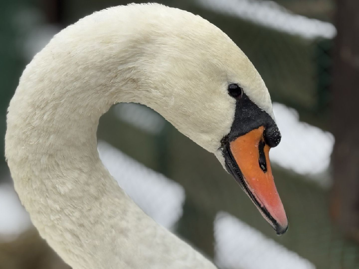 Сергиев Посад ,  Стеша и Микеша , лебеди ,