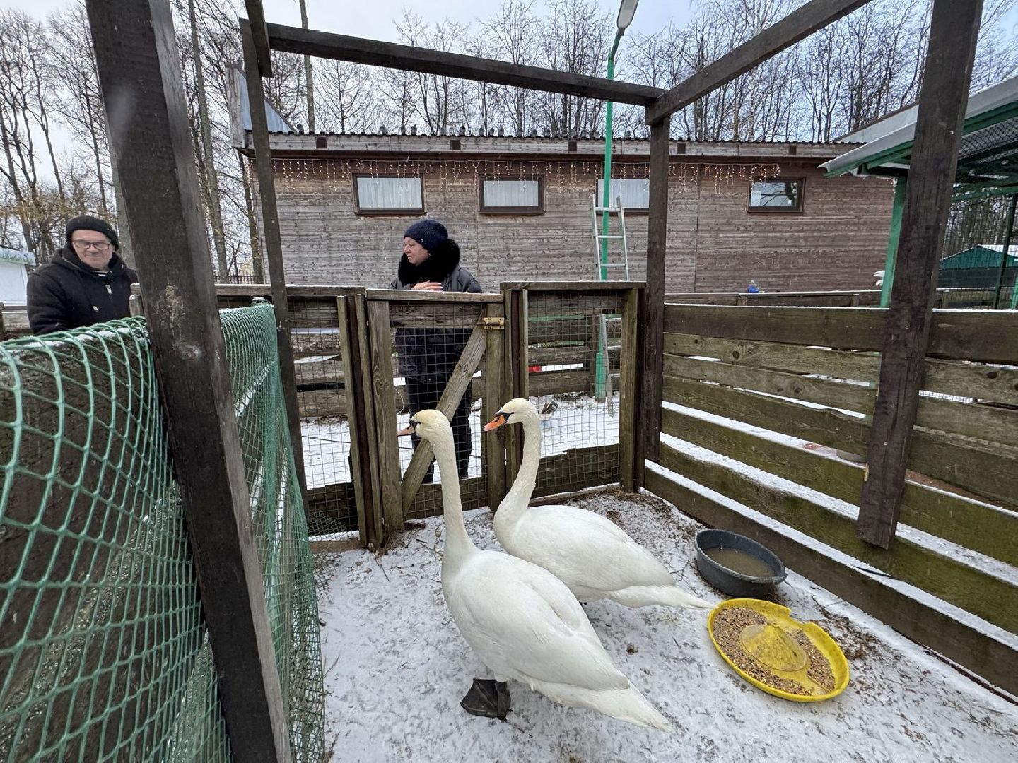 Сергиев Посад ,  Стеша и Микеша , лебеди ,