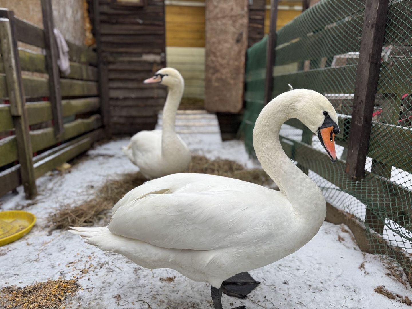 Сергиев Посад ,  Стеша и Микеша , лебеди ,