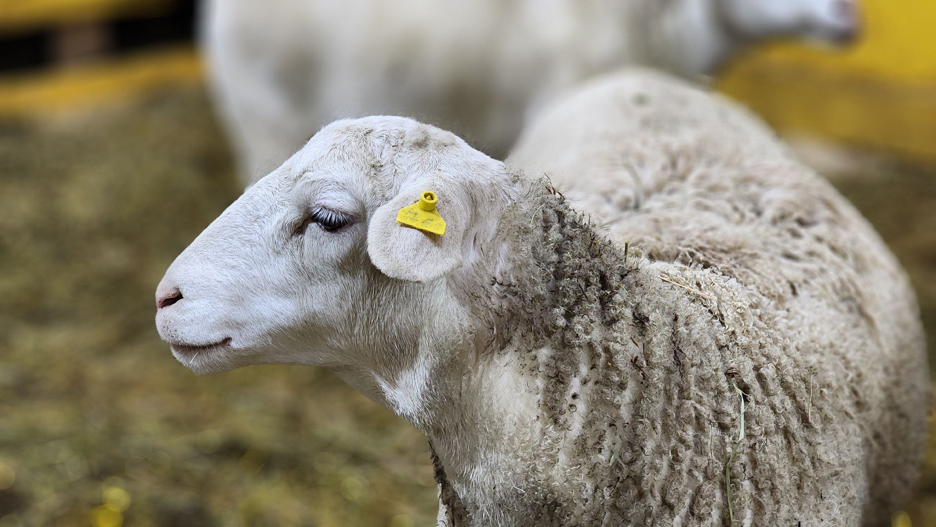 Руза, Кфх, сельское хозяйство, Дорперы,