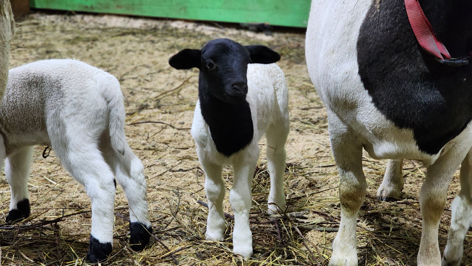 Руза, Кфх, сельское хозяйство, Дорперы,