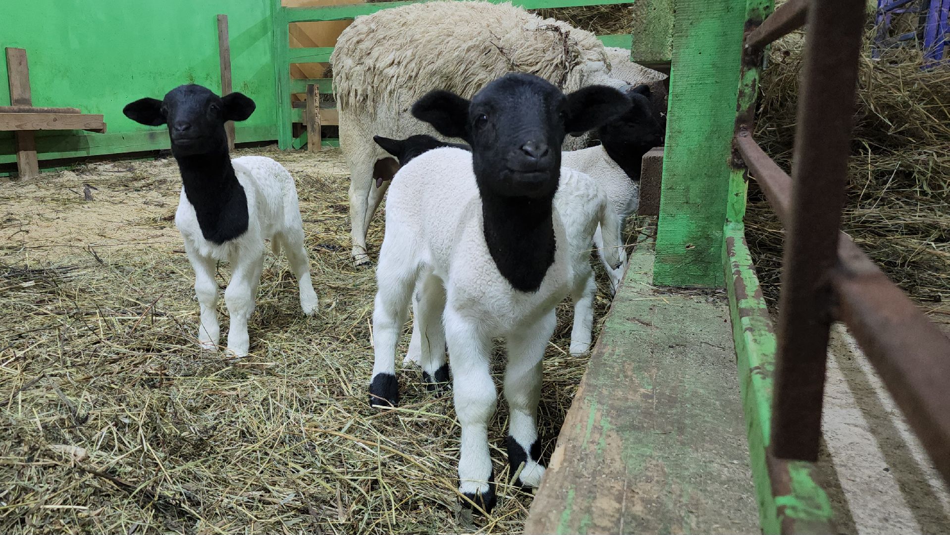 Руза, Кфх, сельское хозяйство, Дорперы,