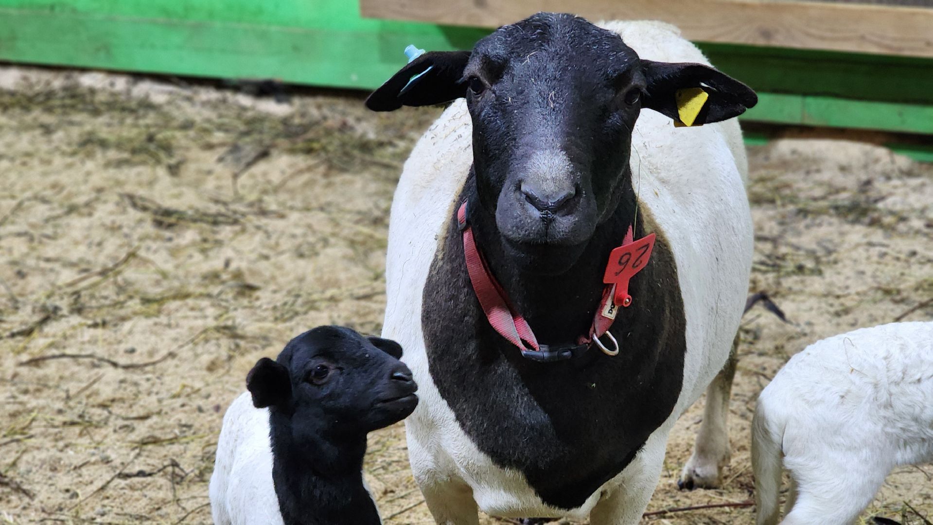 Руза, Кфх, сельское хозяйство, Дорперы,