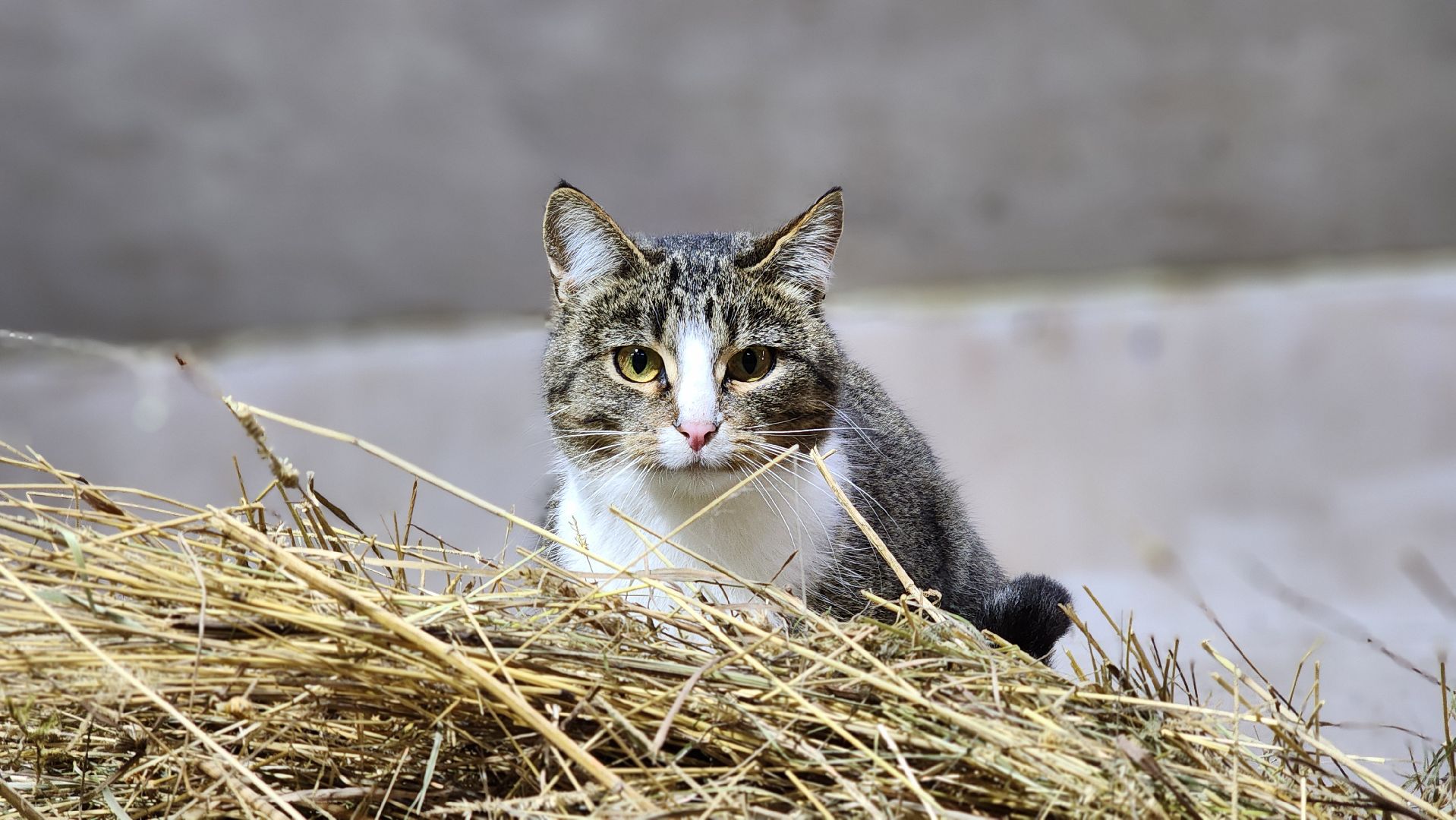 Руза, Кфх, сельское хозяйство, Дорперы,