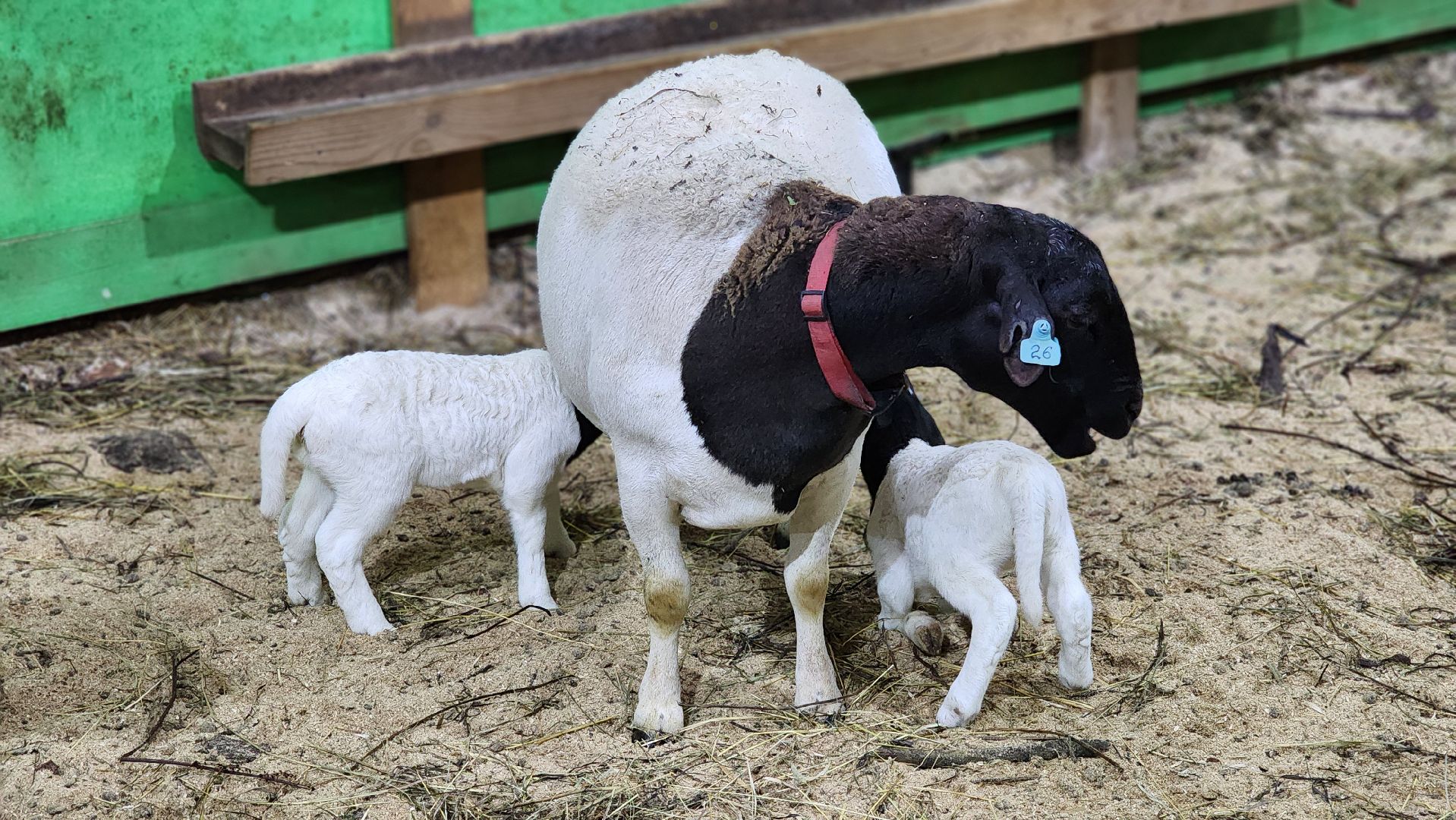 Руза, Кфх, сельское хозяйство, Дорперы,