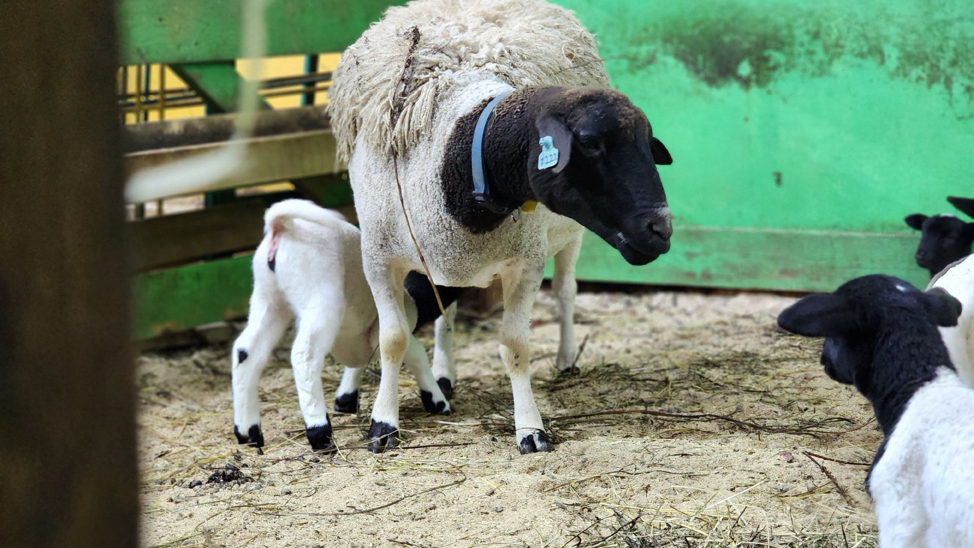 Руза, Кфх, сельское хозяйство, Дорперы,