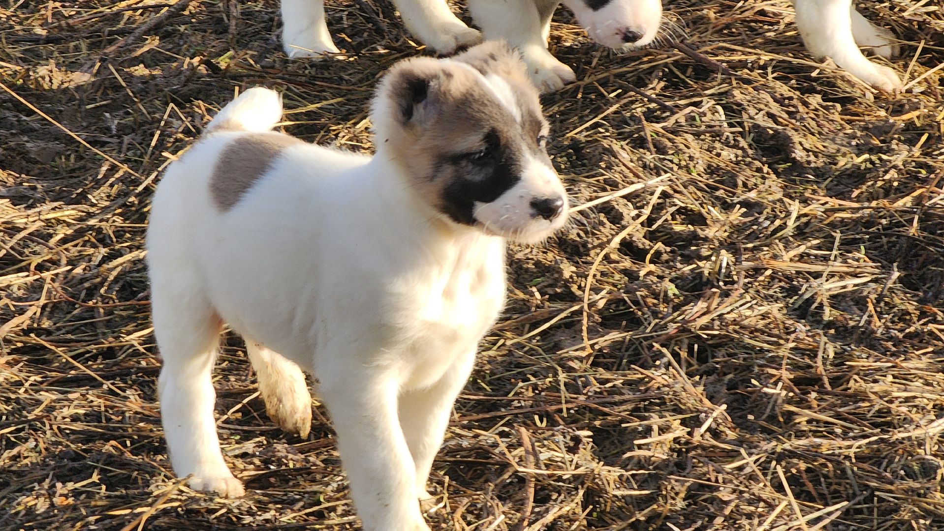 Руза, Кфх, сельское хозяйство, Дорперы,