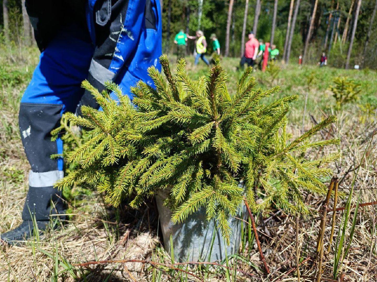 Можайск, Можайский городской округ, Подмосковье, Лес Победы, акция, День Победы