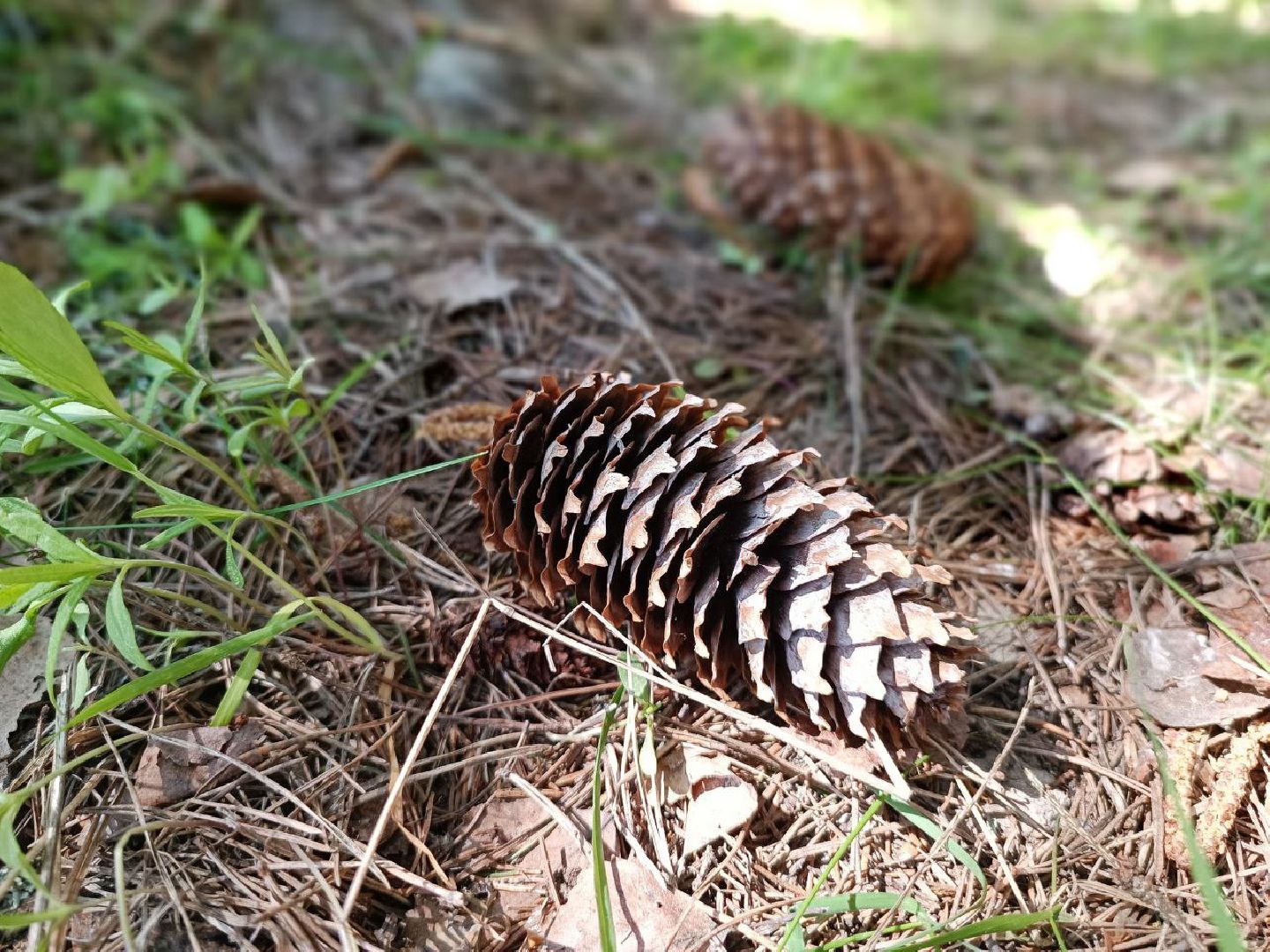 Можайск, Можайский городской округ, Подмосковье, Лес Победы, акция, День Победы