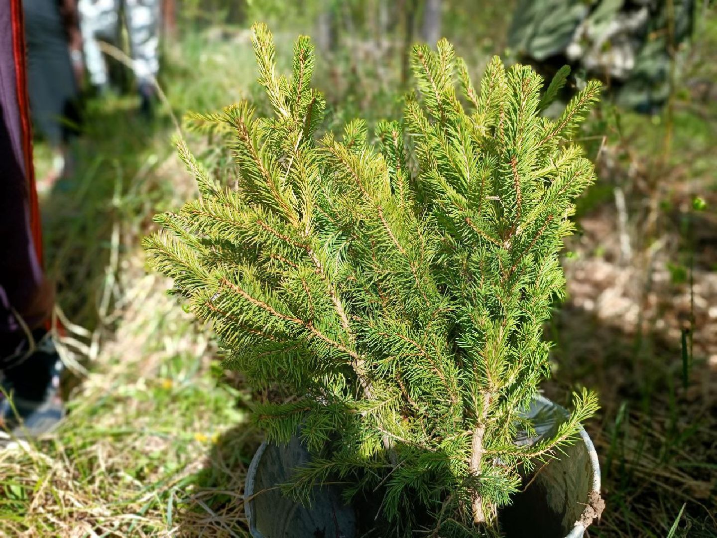Можайск, Можайский городской округ, Подмосковье, Лес Победы, акция, День Победы