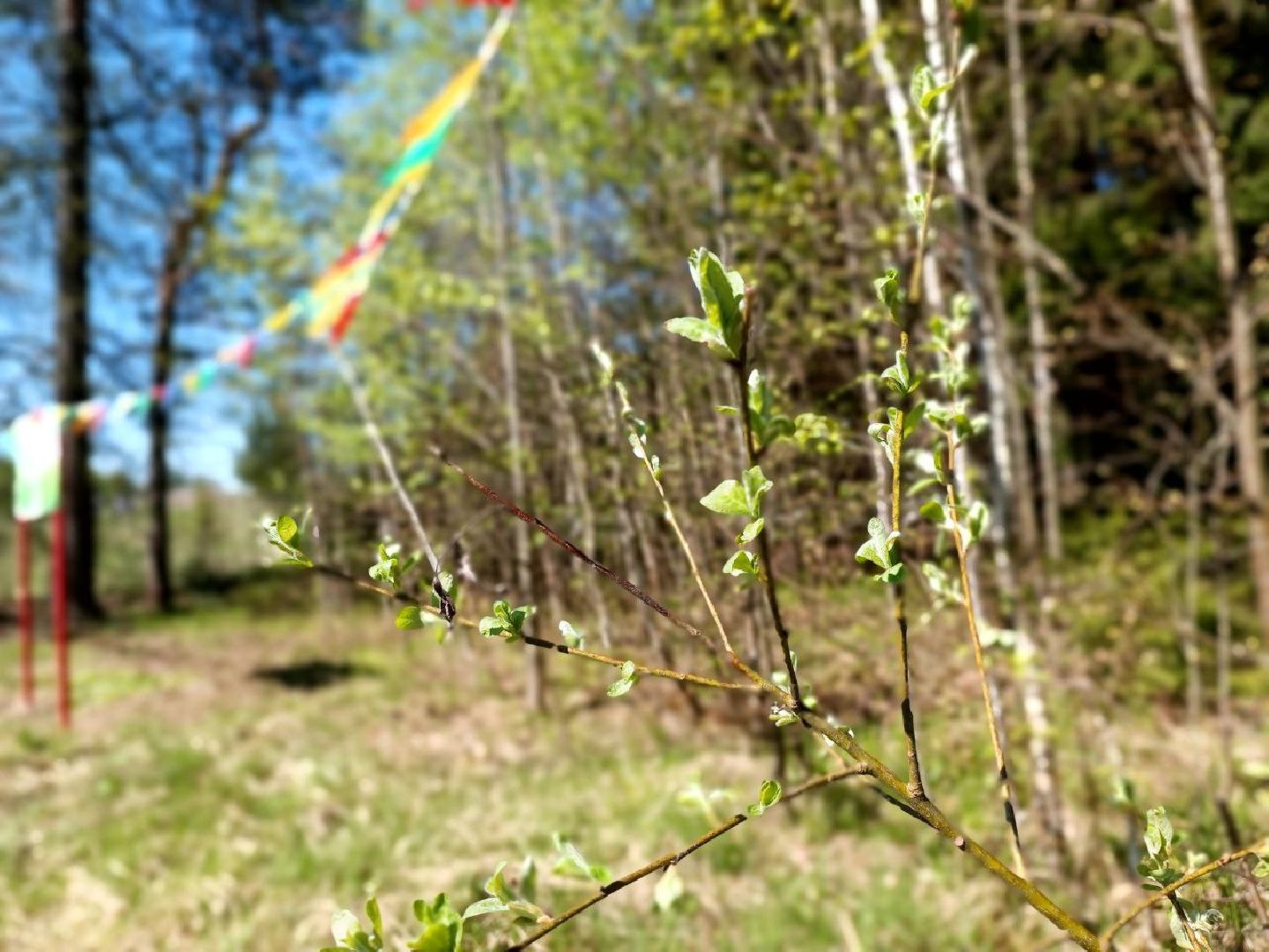 Можайск, Можайский городской округ, Подмосковье, Лес Победы, акция, День Победы