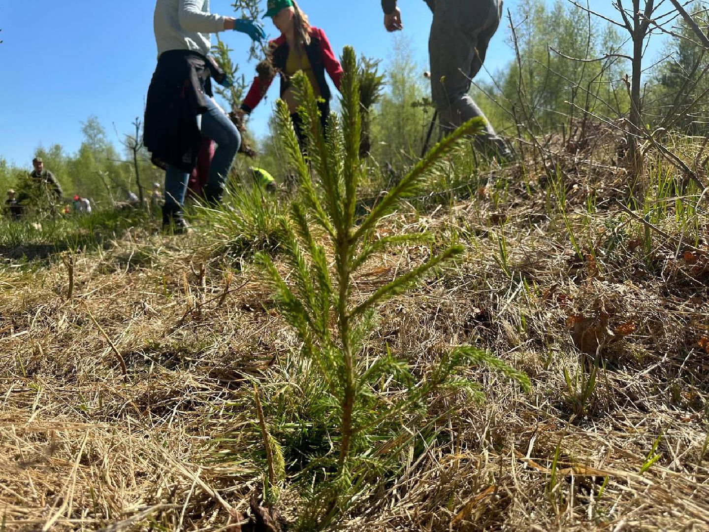 Можайск, Можайский городской округ, Подмосковье, Лес Победы, акция, День Победы
