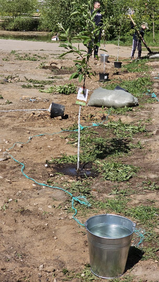 Лес Победы, экология, саженцы, Котельники