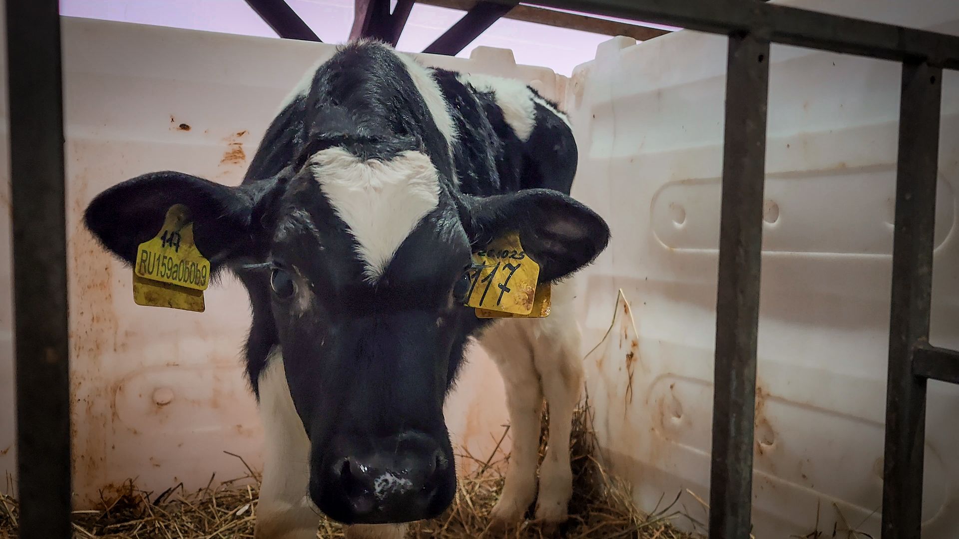 бронницы, сельское хозяйство, зимнее содержание коров в бронницах,