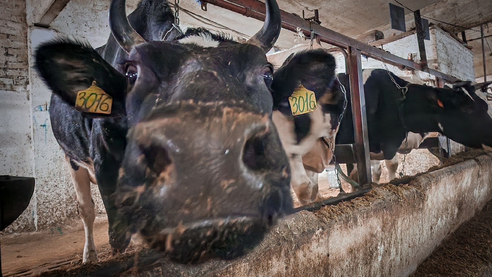 бронницы, сельское хозяйство, зимнее содержание коров в бронницах,