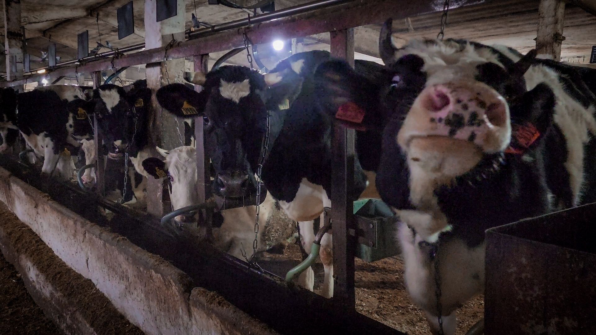 бронницы, сельское хозяйство, зимнее содержание коров в бронницах,