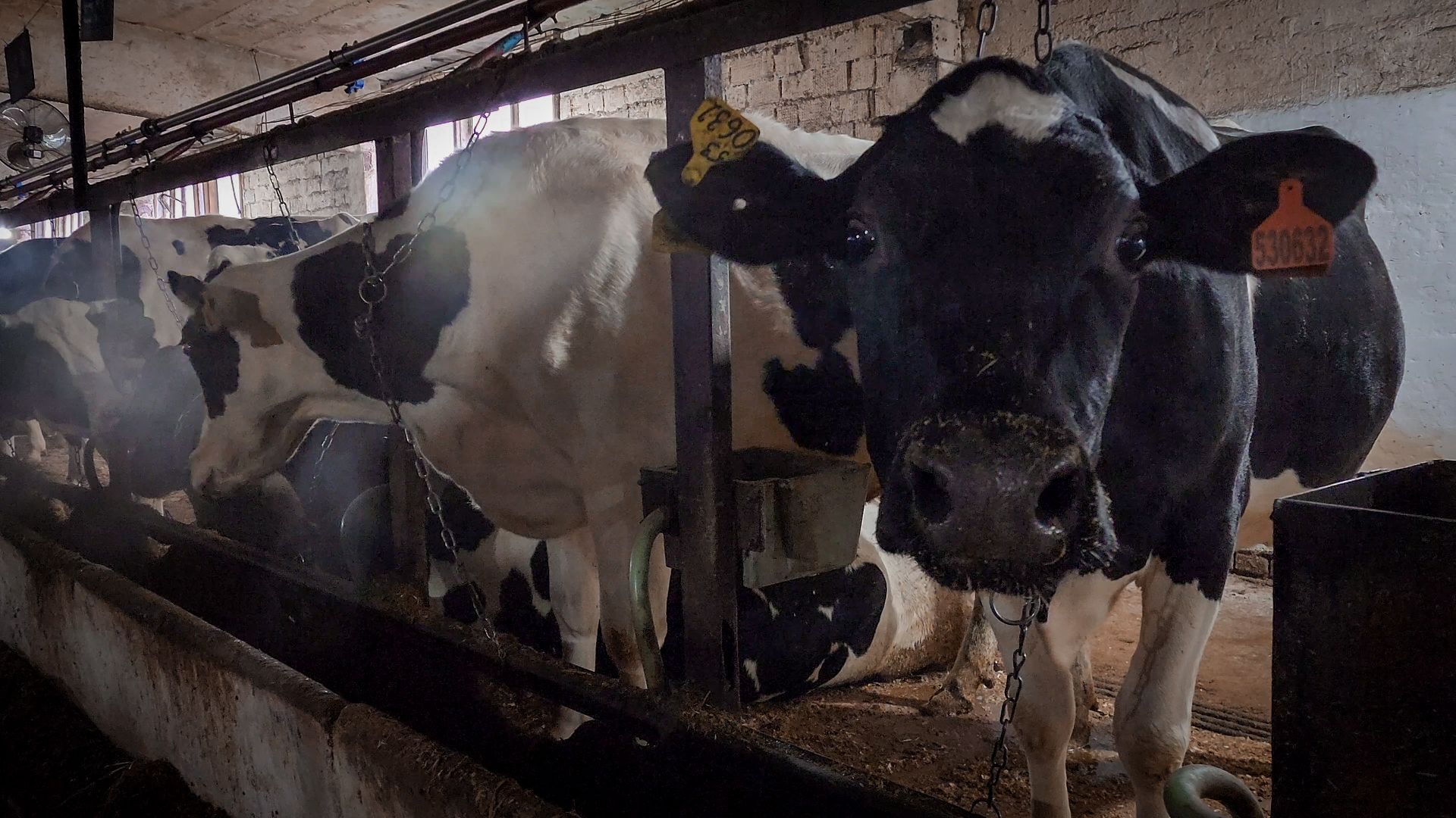 бронницы, сельское хозяйство, зимнее содержание коров в бронницах,