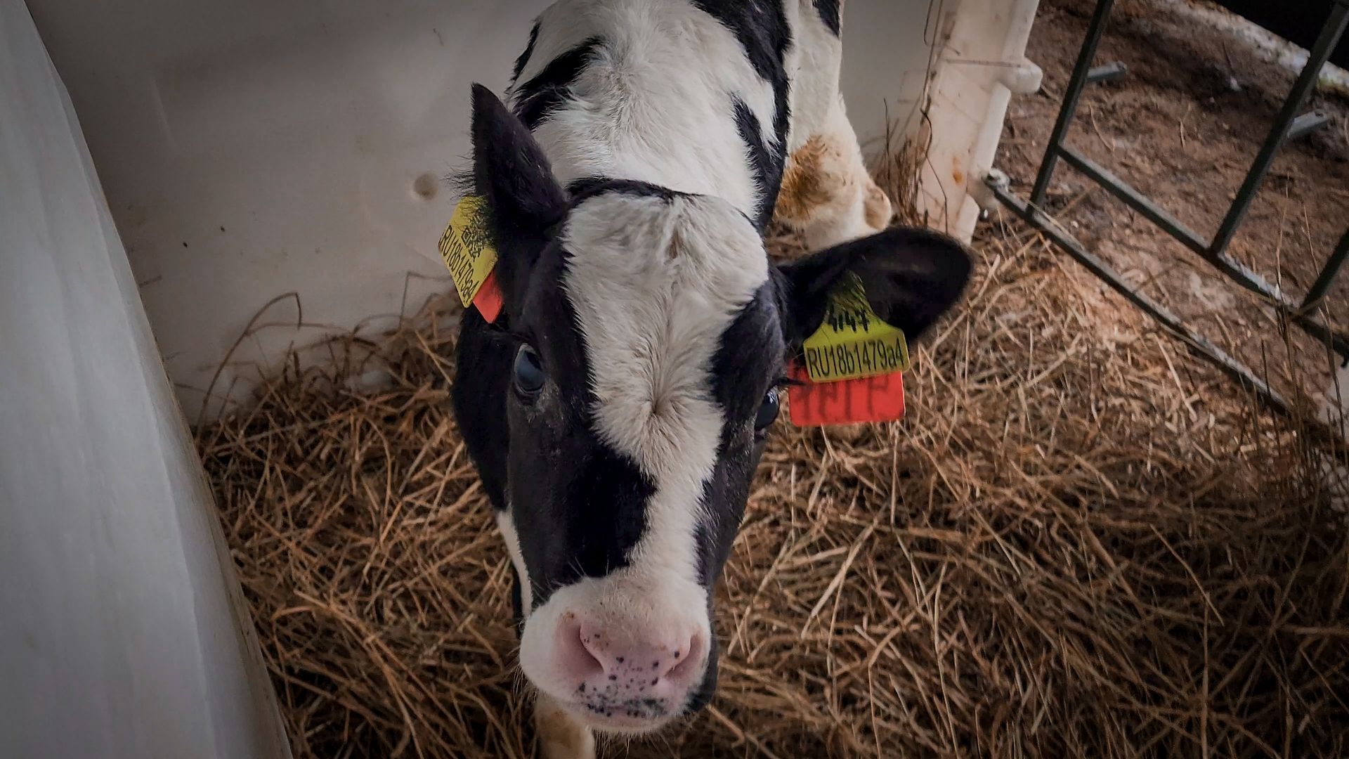 бронницы, сельское хозяйство, зимнее содержание коров в бронницах,