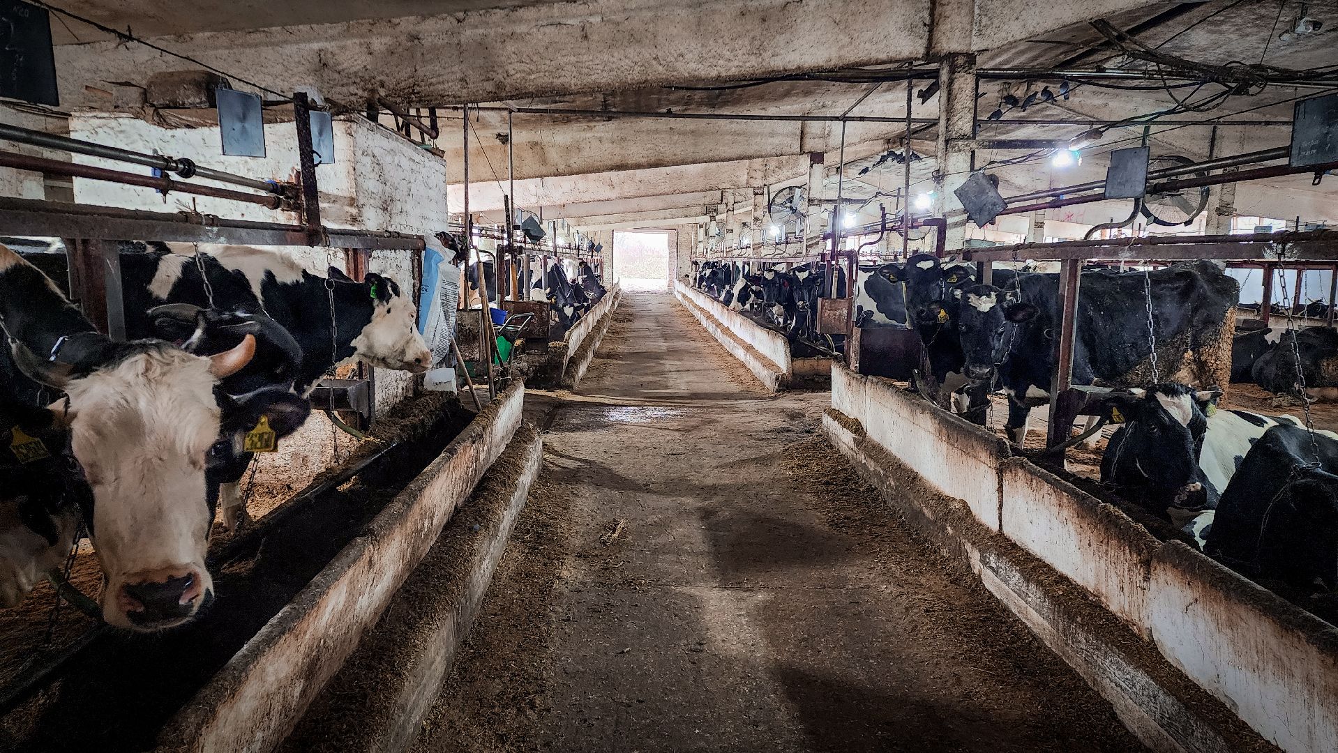 бронницы, сельское хозяйство, зимнее содержание коров в бронницах,