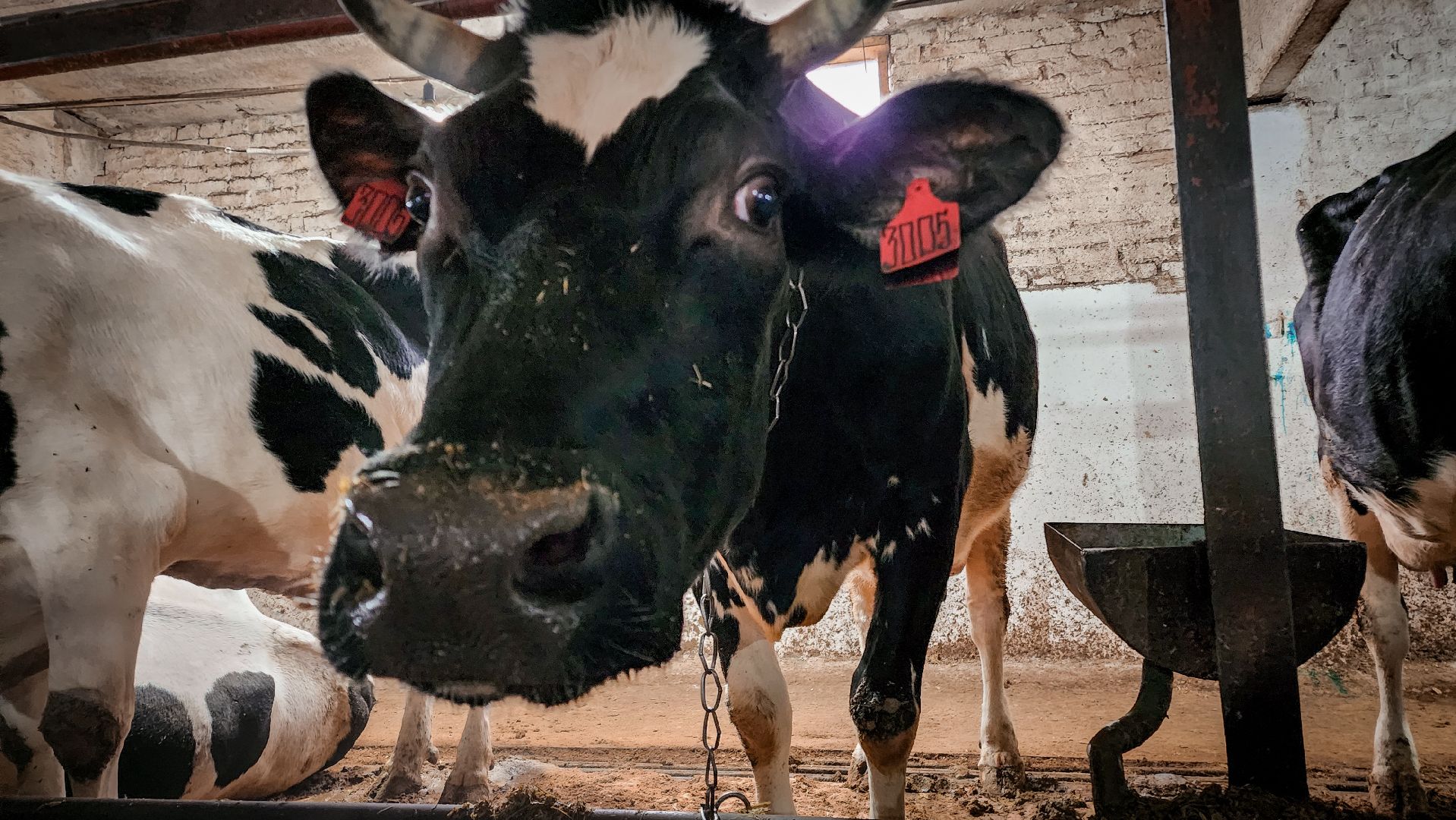 бронницы, сельское хозяйство, зимнее содержание коров в бронницах,