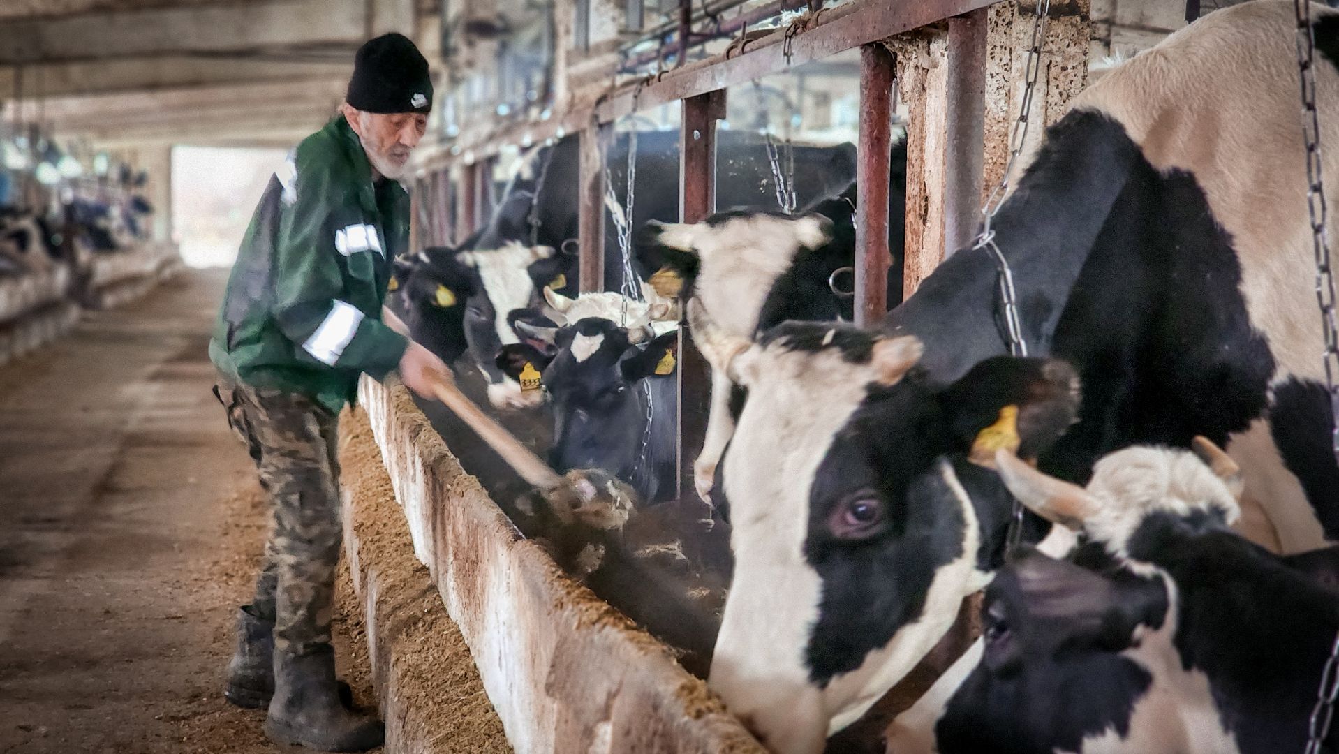 бронницы, сельское хозяйство, зимнее содержание коров в бронницах,