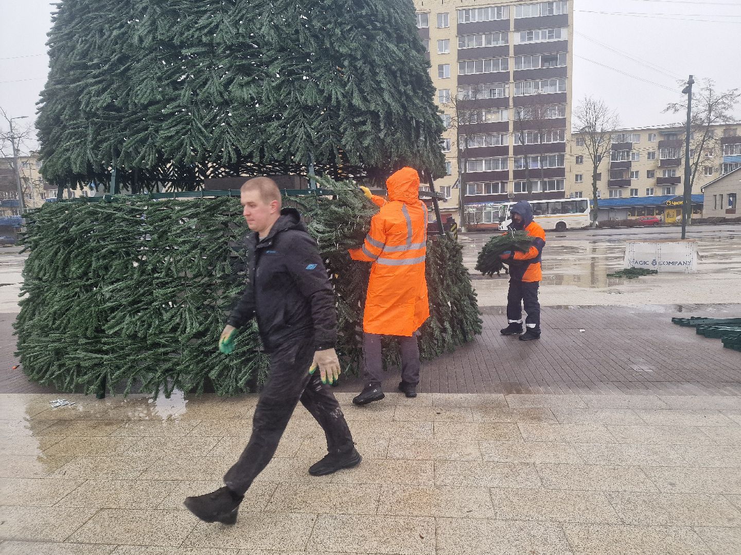 воскресенск,  зима в подмосковье, новогодние ели,