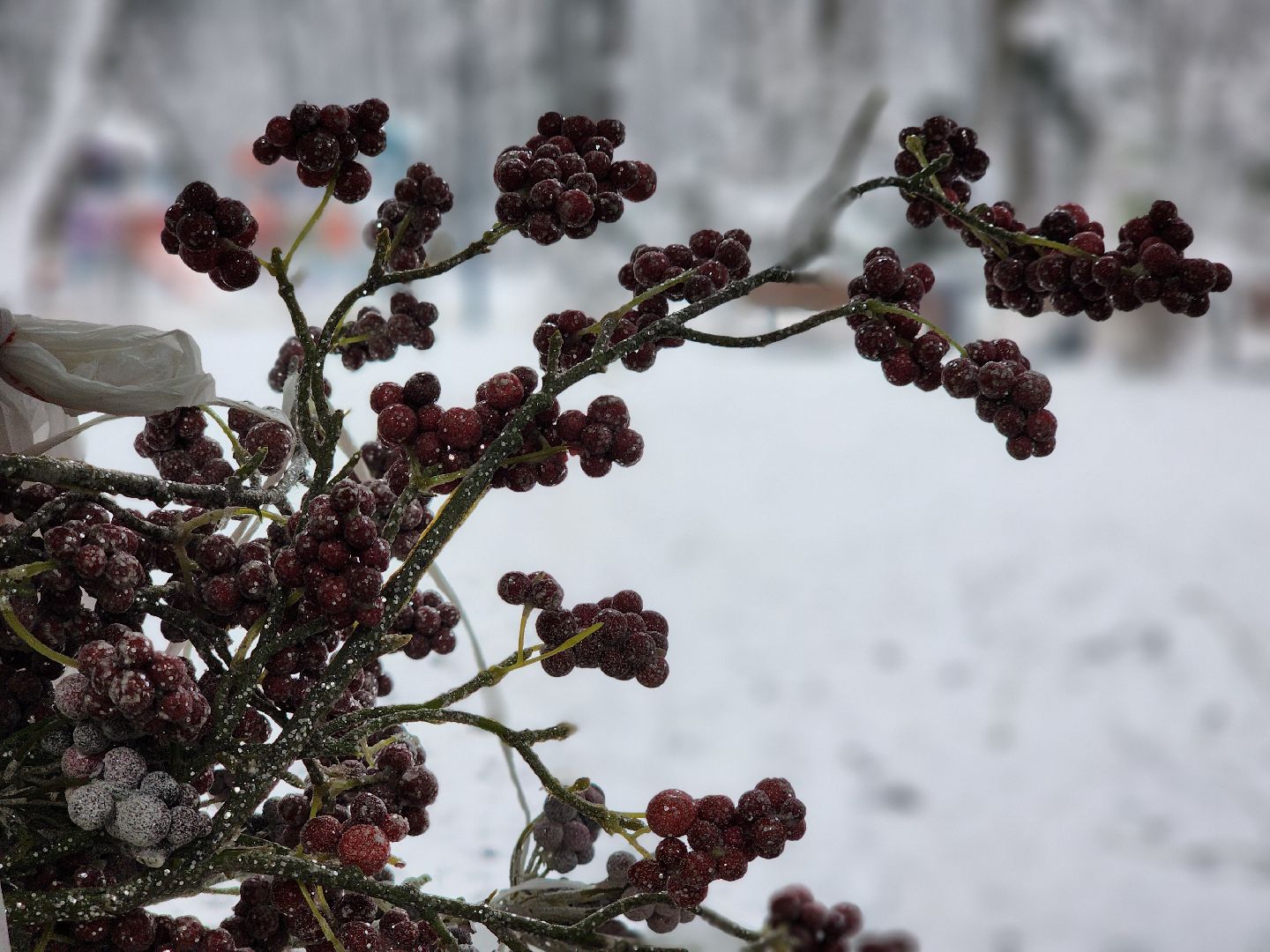 сергиев посад, сергиево-посадский городской округ, парк скитские пруды, лесопарк загорское море, зима в подмосковье,  каток, зимний сезон в парке, зимний досуг,