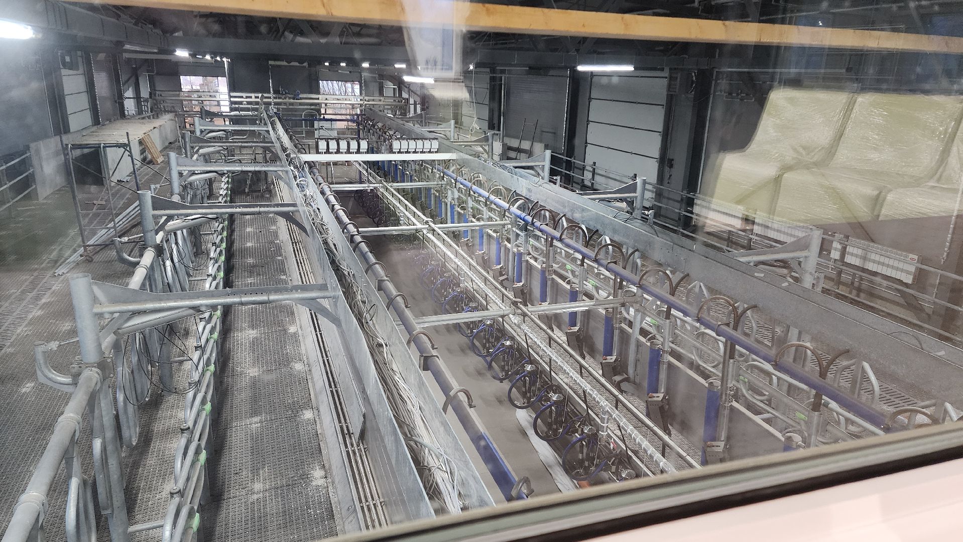 ферма, повадино, племзавод, домодедово, сельское хозяйство, строительство, новая ферма, корова,  надой , удой,