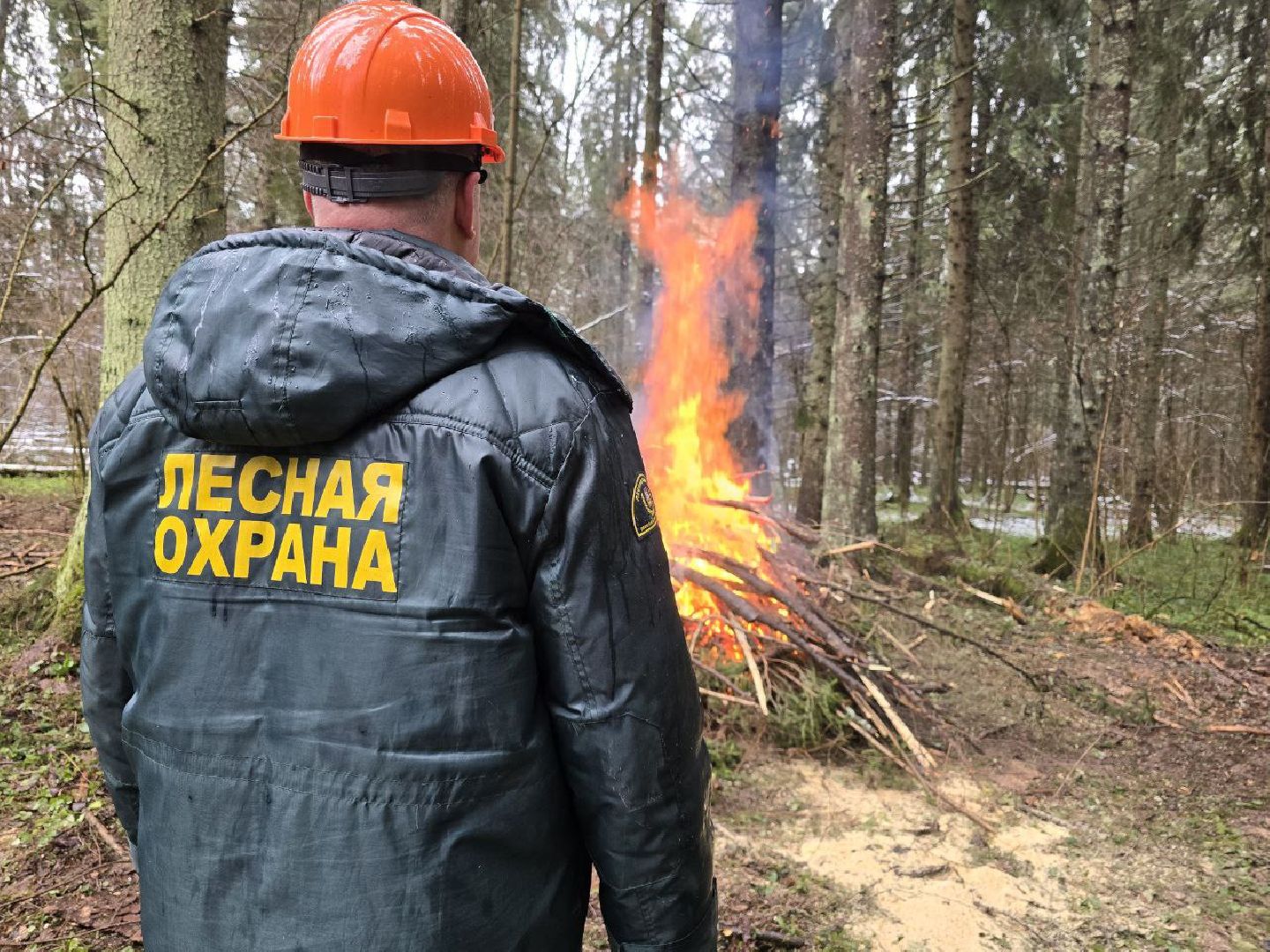 можайск, можайский муниципальный округ, подмосковье, экология,  мособллес, бородинское лесничество, санитарные рубки,