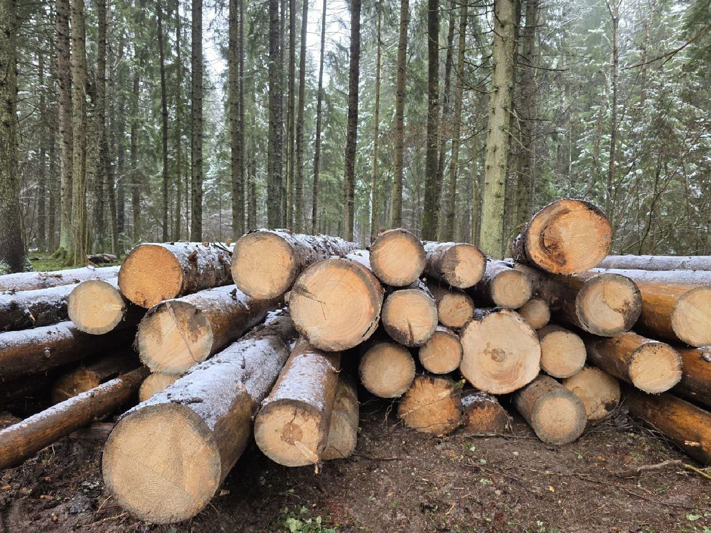 можайск, можайский муниципальный округ, подмосковье, экология,  мособллес, бородинское лесничество, санитарные рубки,