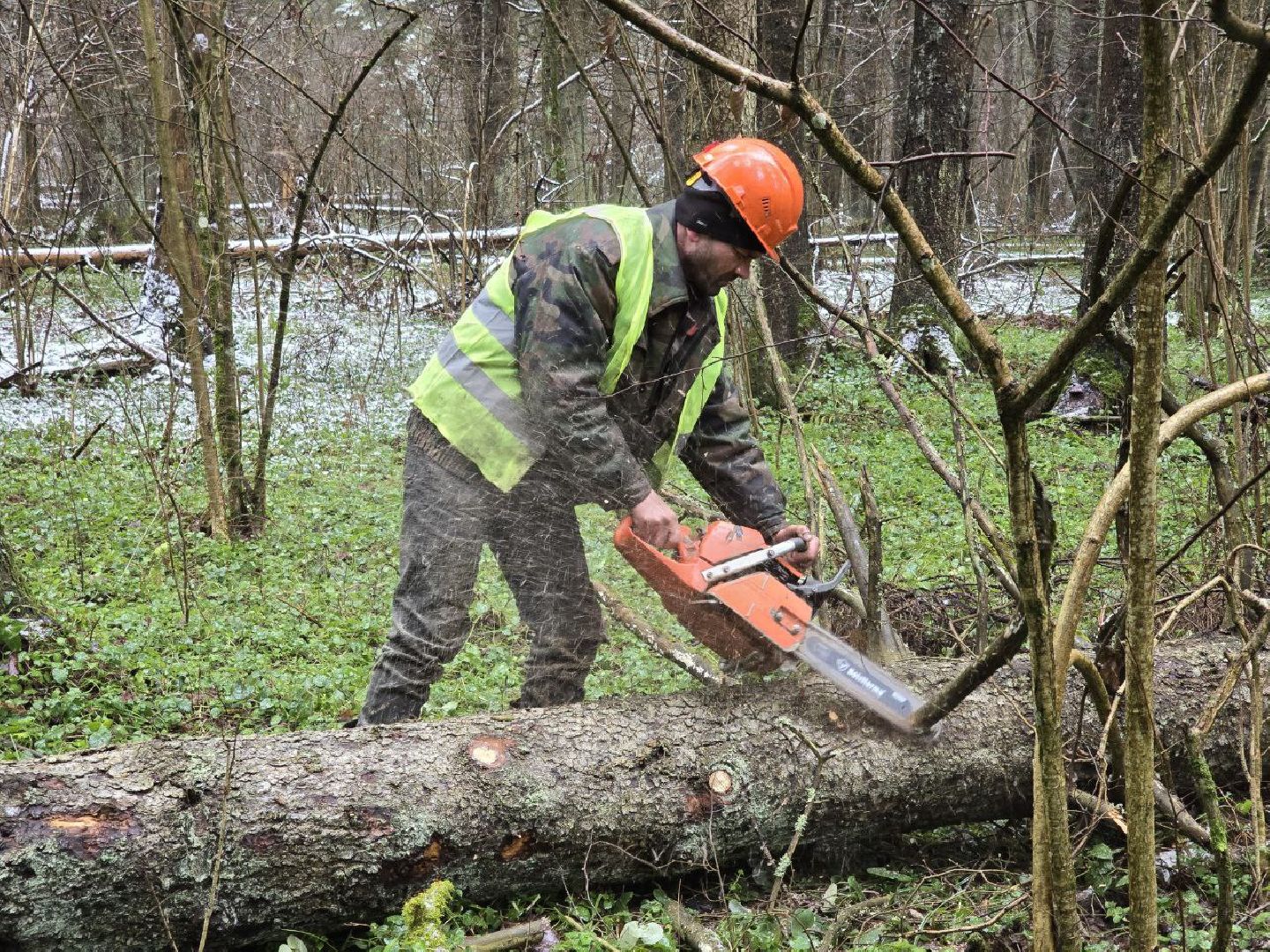 В Можайском округе очистят более 200 гектаров леса от погибших и больных деревьев