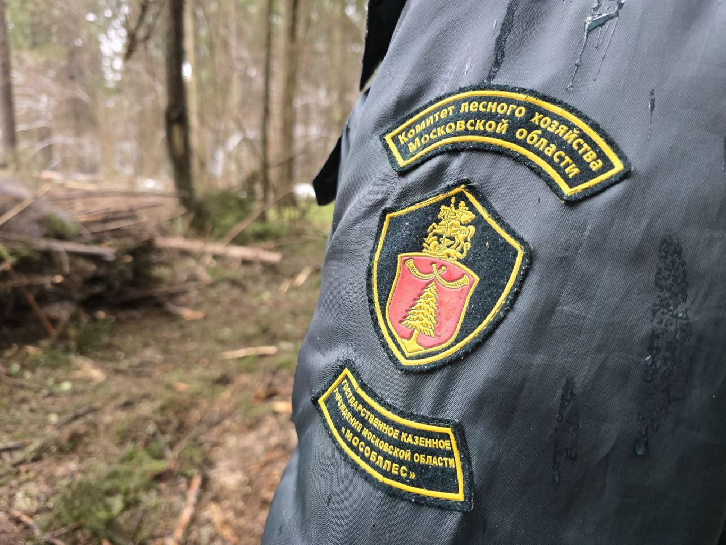 можайск, можайский муниципальный округ, подмосковье, экология,  мособллес, бородинское лесничество, санитарные рубки,