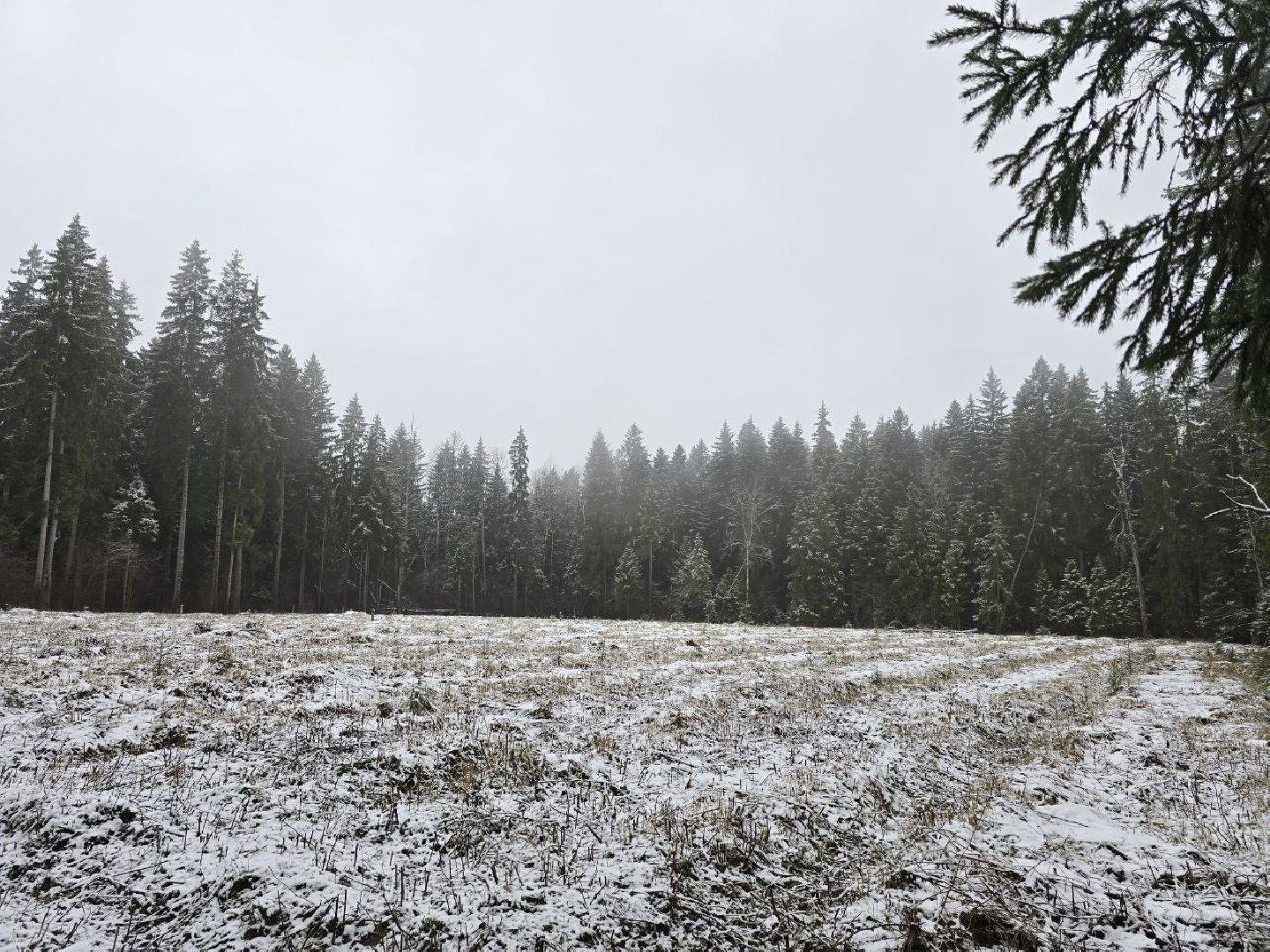 можайск, можайский муниципальный округ, подмосковье, экология,  мособллес, бородинское лесничество, санитарные рубки,