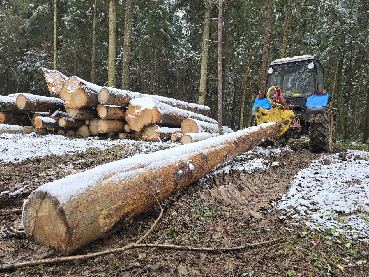 можайск, можайский муниципальный округ, подмосковье, экология,  мособллес, бородинское лесничество, санитарные рубки,