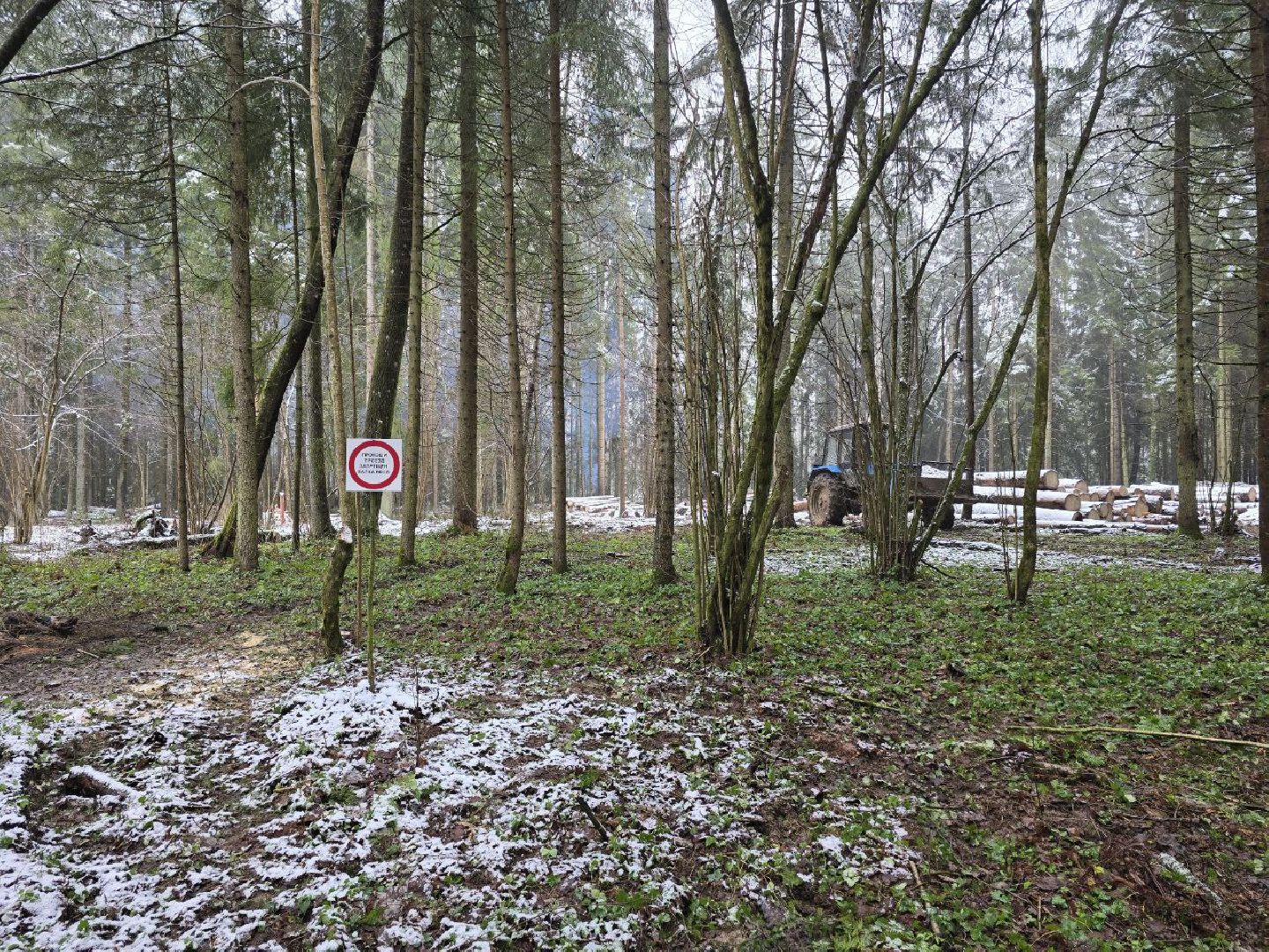 можайск, можайский муниципальный округ, подмосковье, экология,  мособллес, бородинское лесничество, санитарные рубки,