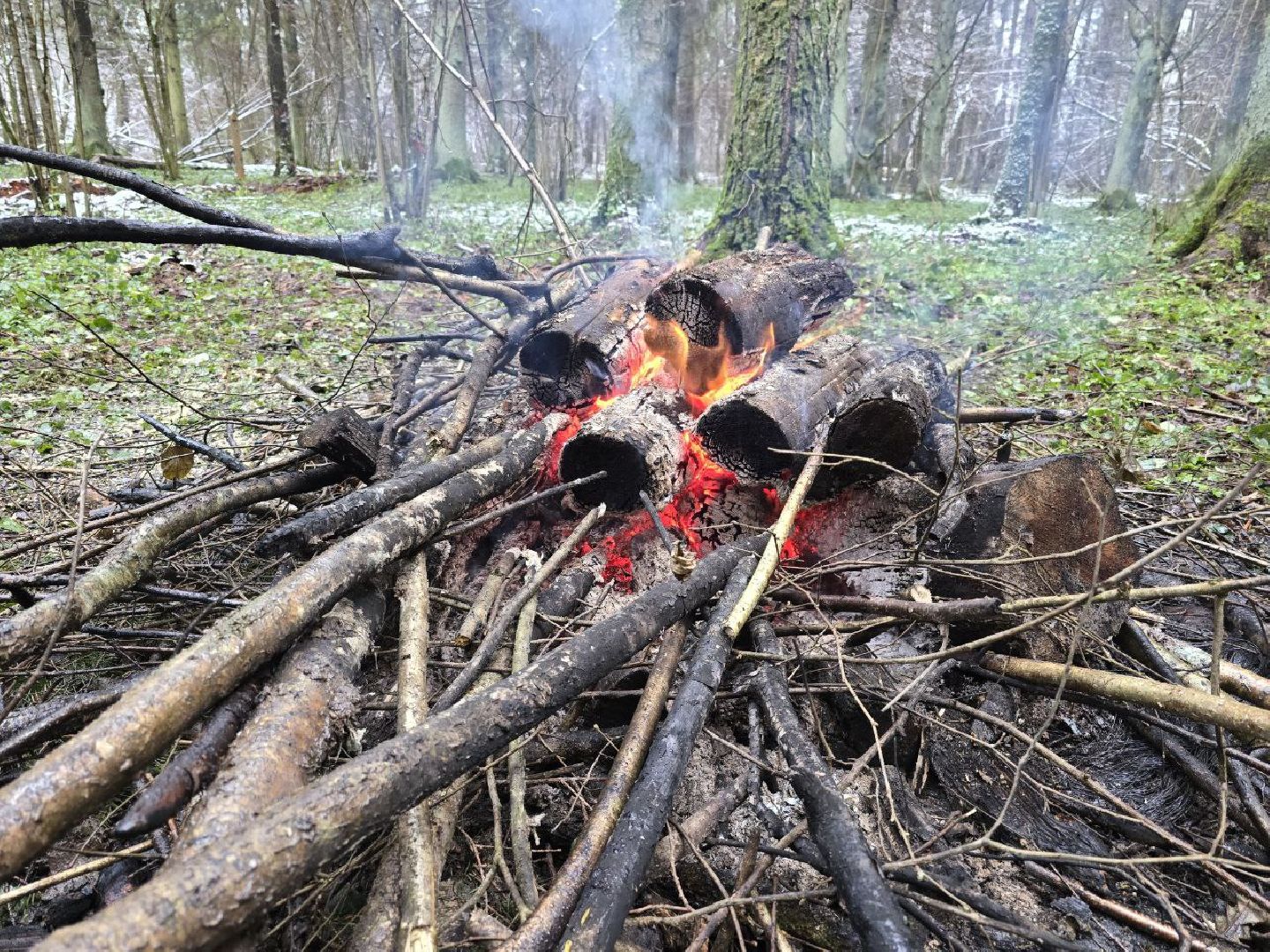 можайск, можайский муниципальный округ, подмосковье, экология,  мособллес, бородинское лесничество, санитарные рубки,