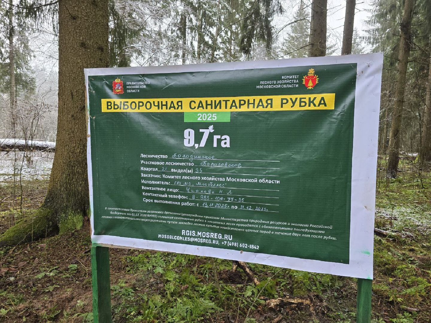 можайск, можайский муниципальный округ, подмосковье, экология,  мособллес, бородинское лесничество, санитарные рубки,