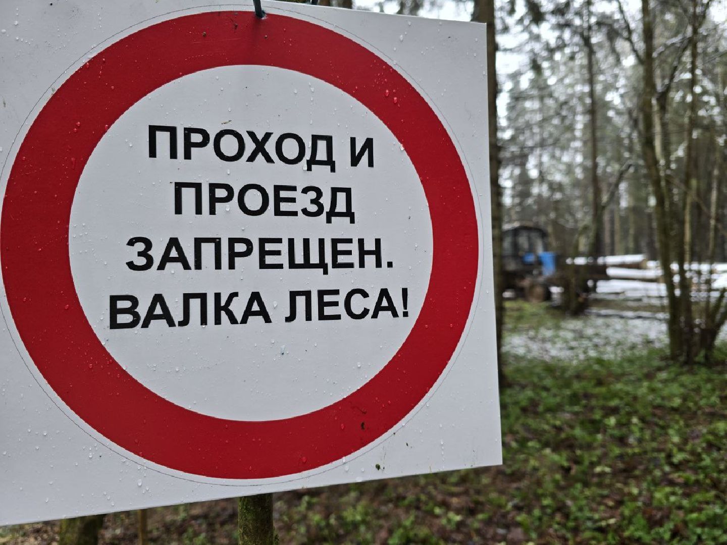 можайск, можайский муниципальный округ, подмосковье, экология,  мособллес, бородинское лесничество, санитарные рубки,