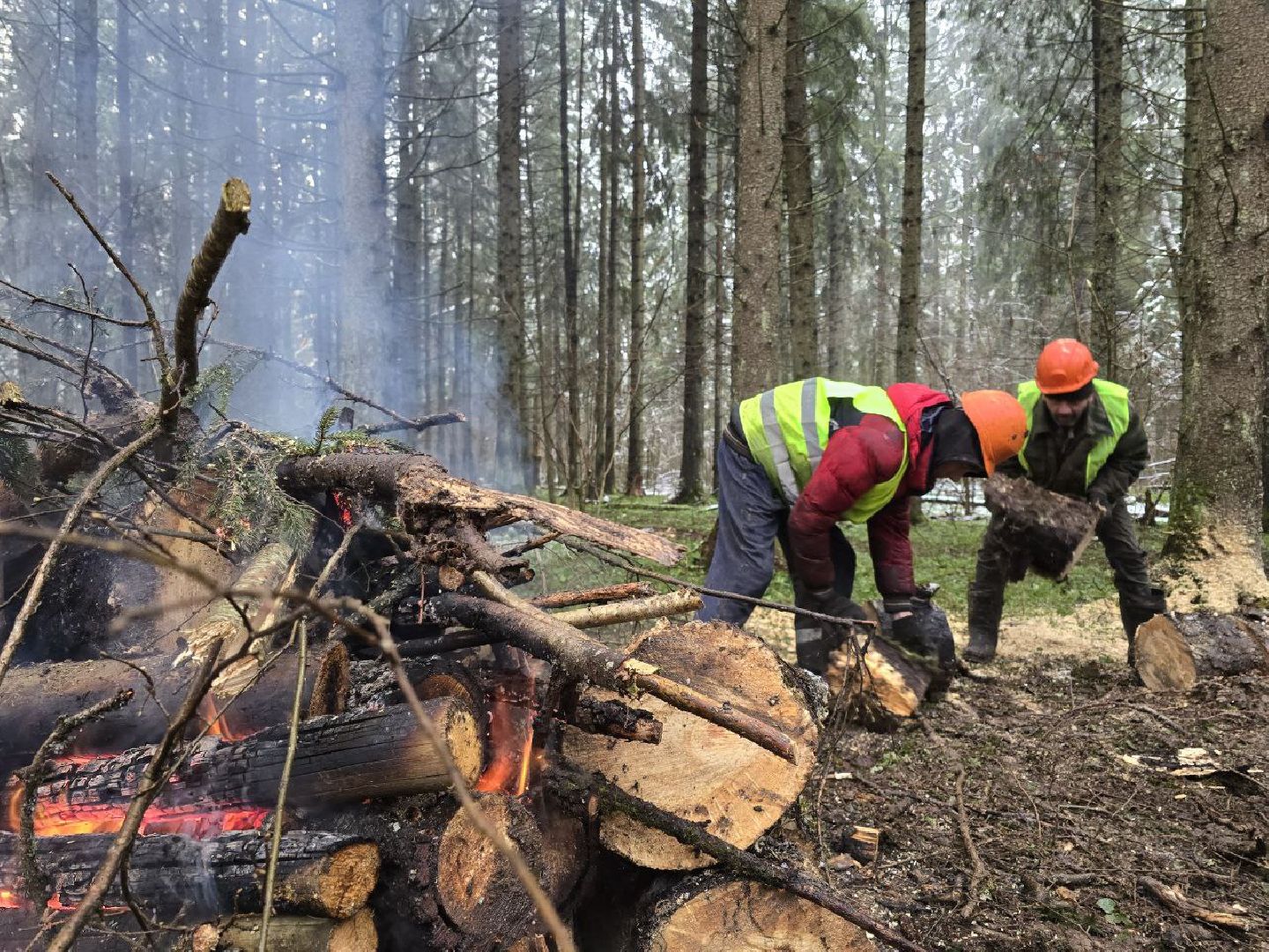 можайск, можайский муниципальный округ, подмосковье, экология,  мособллес, бородинское лесничество, санитарные рубки,